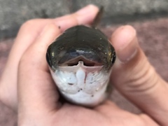 Planiliza macrolepis