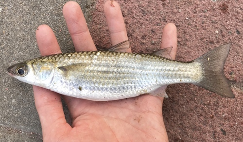 Largescale mullet (Chelon macrolepis) — Mugilidae — 2