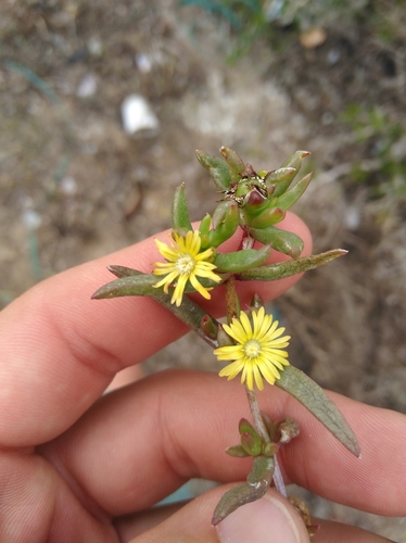 Variable Sheepfig (Delosperma versicolor)