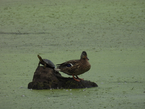 Mallard photographed in Minnesota