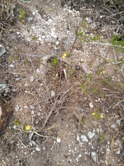Delosperma versicolor