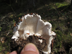 Phellodon fuligineoalbus