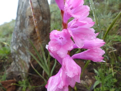 Watsonia lepida