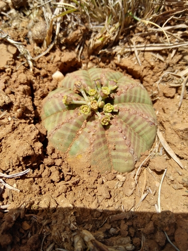 Image of Euphorbia meloformis by (c) Brian du Preez, some rights reserved (CC BY-SA)