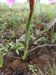 Watsonia lepida