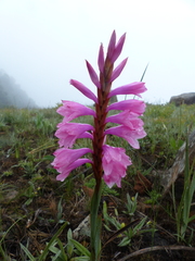 Watsonia lepida
