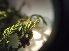 Pendulothecium punctatum