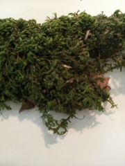 Pendulothecium punctatum