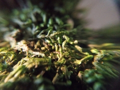 Pendulothecium punctatum