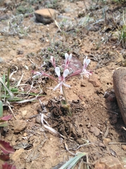 Pelargonium campestre