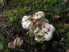Phellodon fuligineoalbus