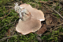 Phellodon fuligineoalbus