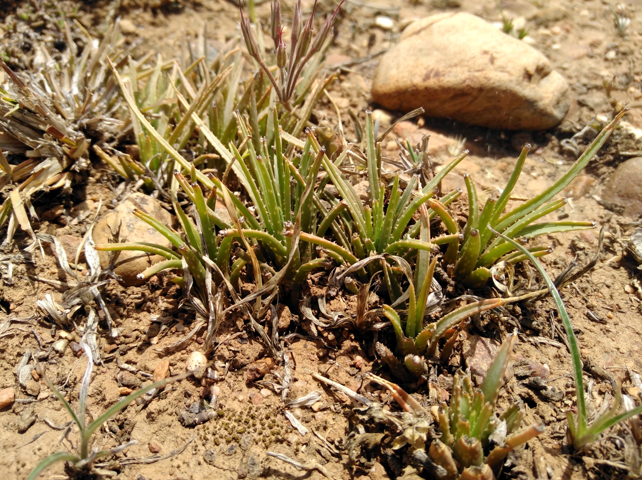 Coega Dwarf Aloe (Aloe bowiea)  iNaturalist
