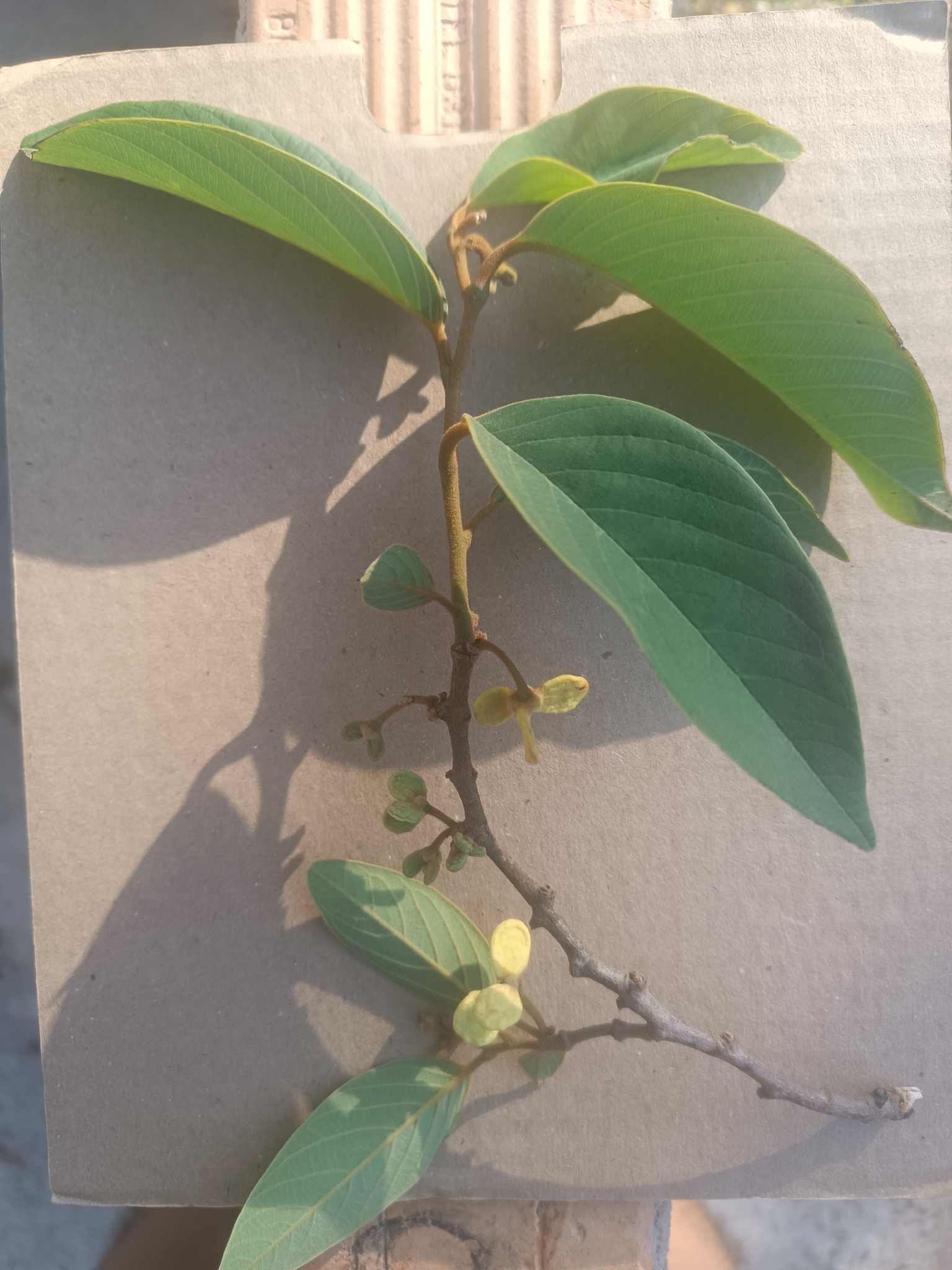 Annona sylvatica