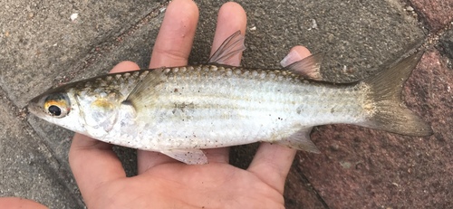 Greenback mullet (Chelon subviridis) — Mugilidae — 3