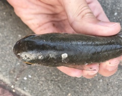 Planiliza subviridis