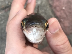 Planiliza subviridis