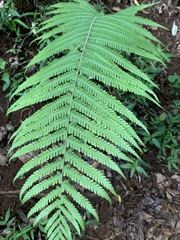 Christella gueintziana