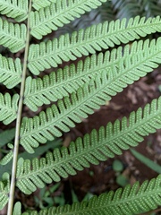 Christella gueintziana