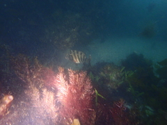 Goniistius rubrolabiatus