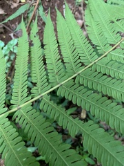 Christella gueintziana