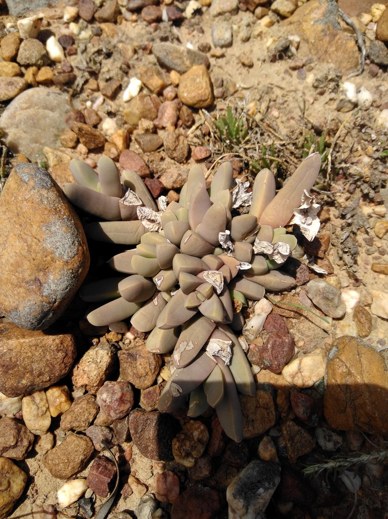 Delosperma lehmannii