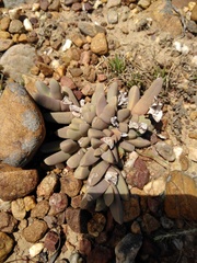 Corpuscularia lehmannii