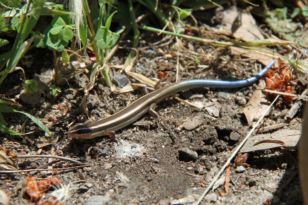 Greater Brown Skink