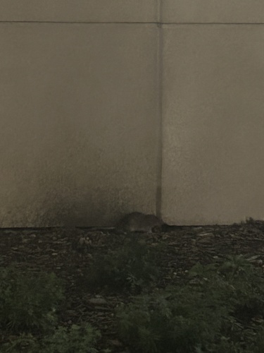 Rat photographed near here on 2025-09-10