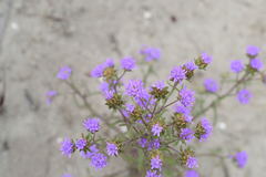 Phyllopodium cephalophorum