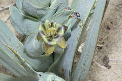 Ferraria divaricata