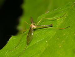 Tricyphona