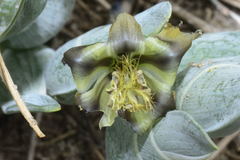 Ferraria divaricata