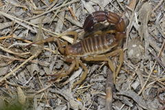 Parabuthus granulatus