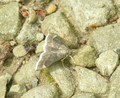 Pyrausta niveicilialis