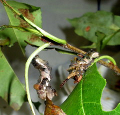 Limenitis arthemis astyanax