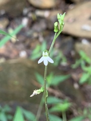 Lobelia malowensis