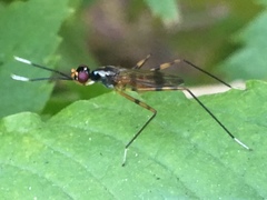Rainieria