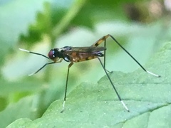 Rainieria