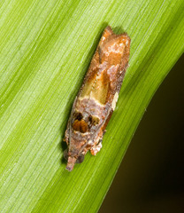 Cacocharis cymotoma