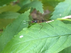 Rainieria
