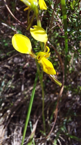 one-leaved donkey orchid (Diuris unica)