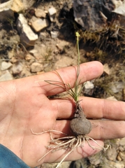 Ornithogalum juncifolium