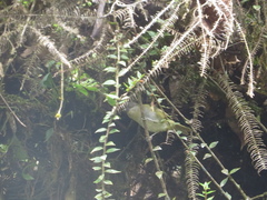 Chlorospingus semifuscus