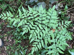 Cheilanthes viridis viridis
