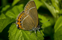 Satyrium pruni