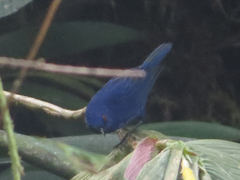 Diglossa indigotica