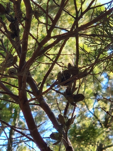 Callitris columellaris observed 2025-09-11