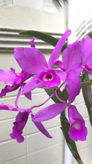 Guarianthe