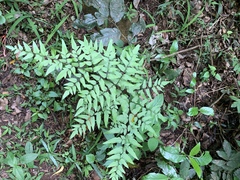 Cheilanthes viridis viridis